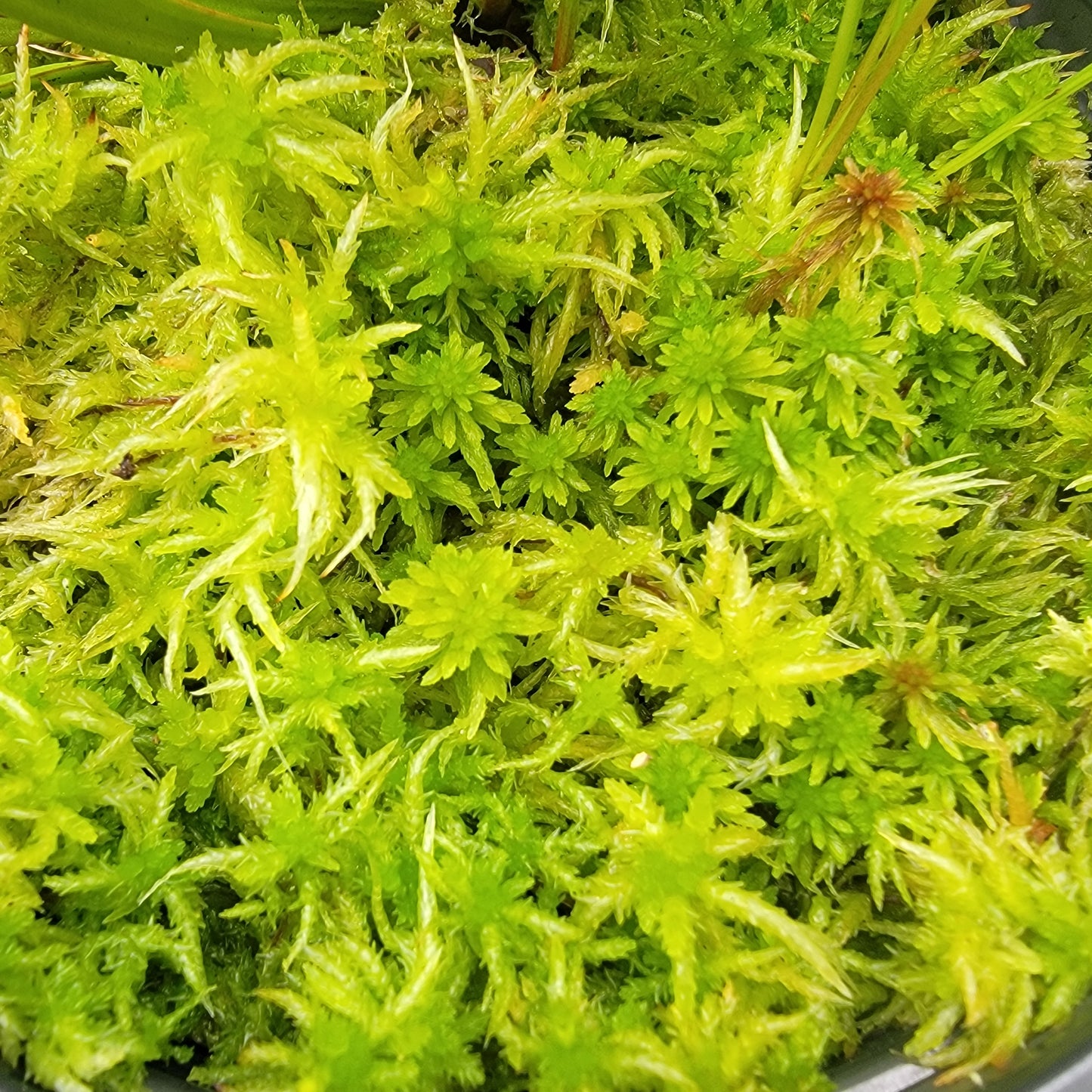 Temperate Sphagnum moss live 1 QT