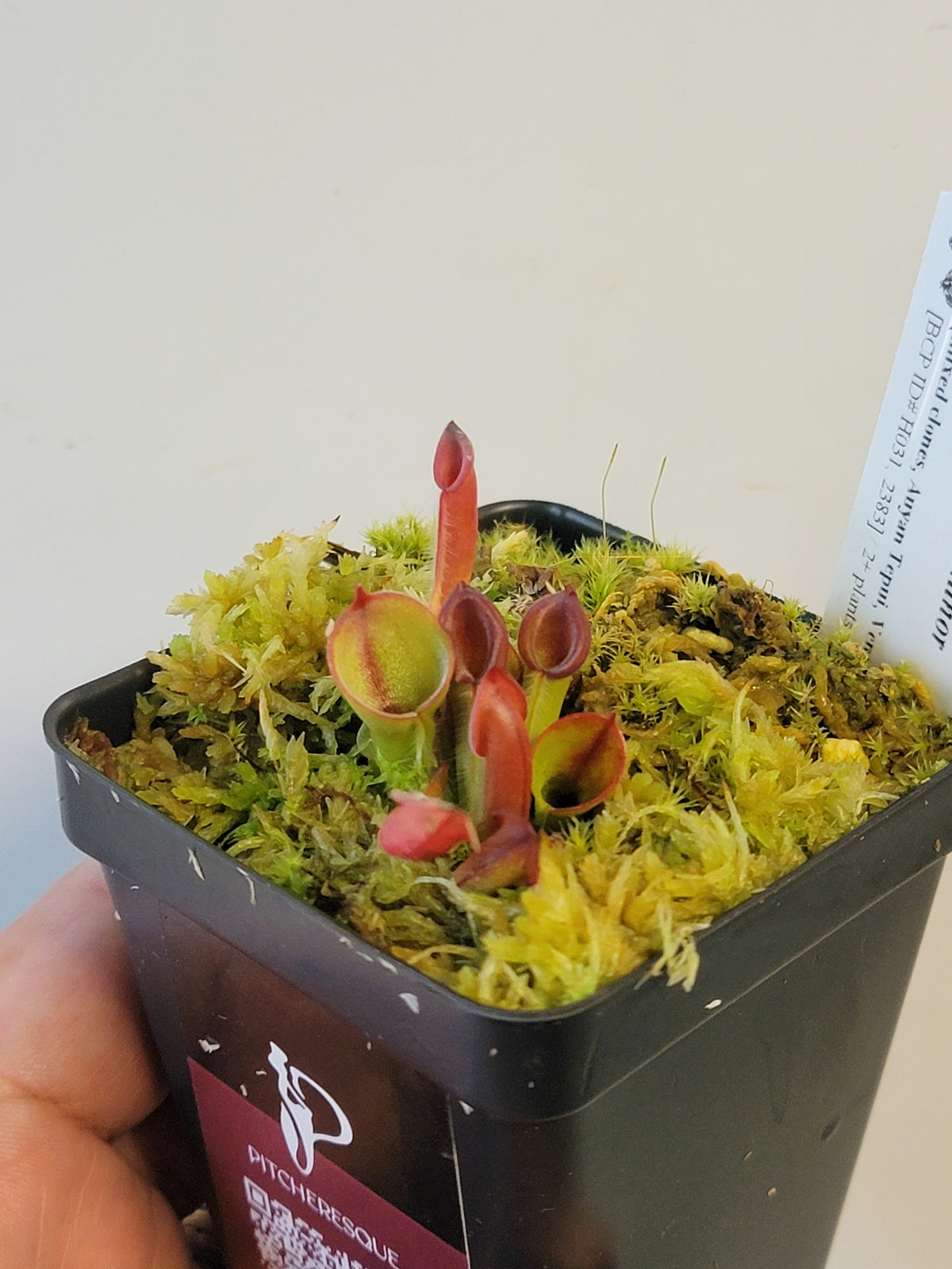 Heliamphora minor BCP
