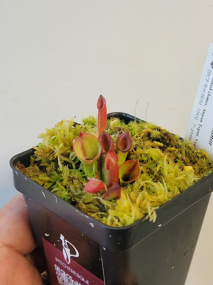 Heliamphora minor BCP