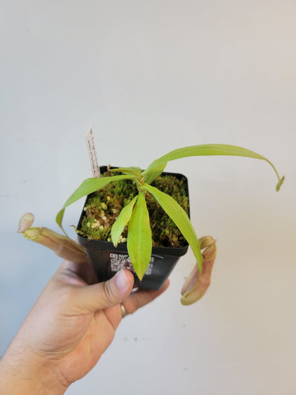 Nepenthes spectabilis x mirabilis var. globosa BE