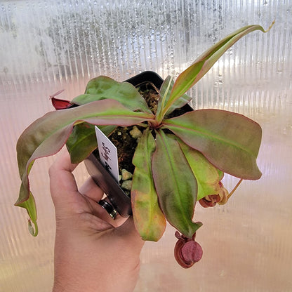 Nepenthes viking x lowii x campanulata 'Giant' PP