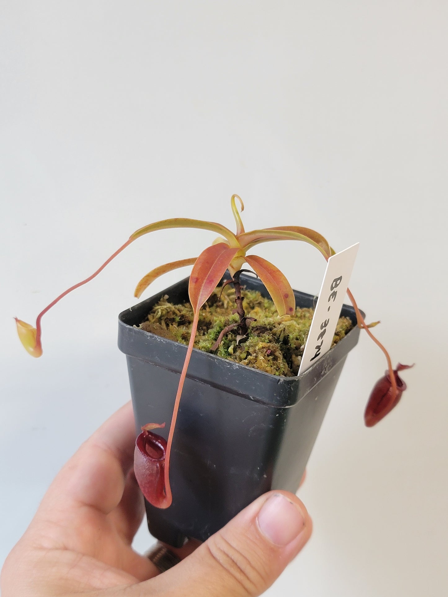 Nepenthes jacquelineae BE