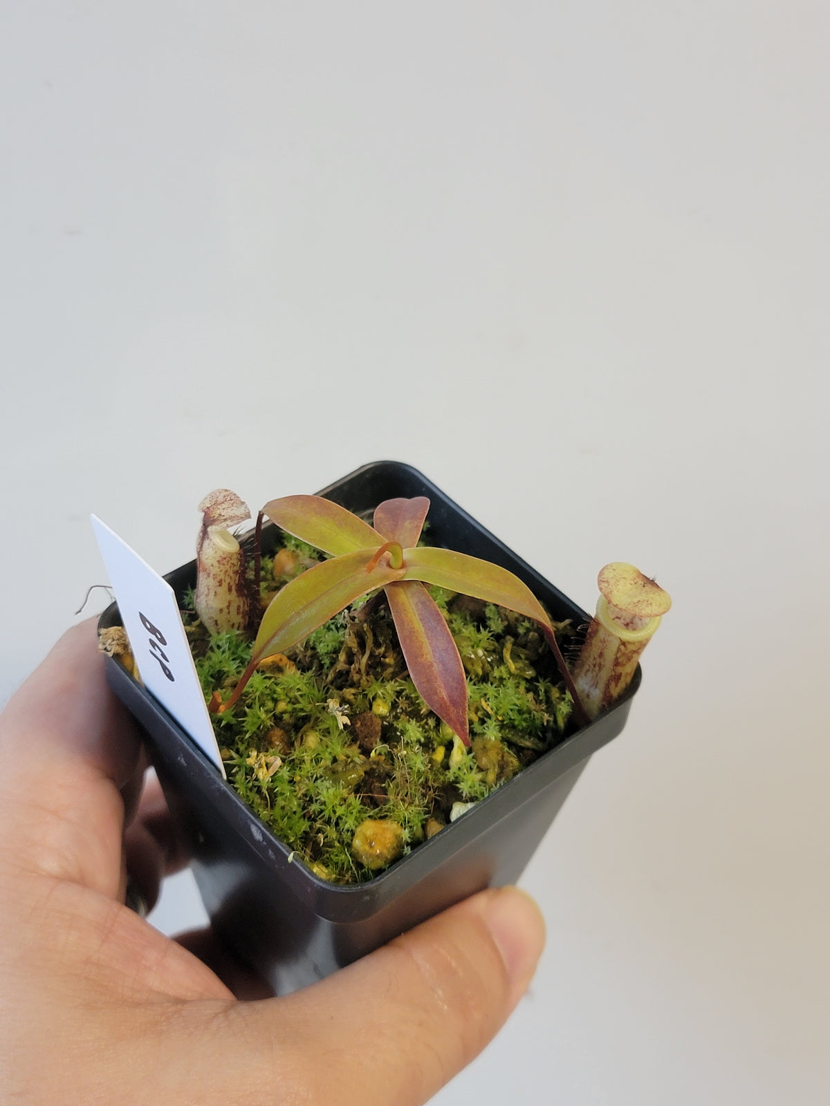 Nepenthes ulukaliana BCP