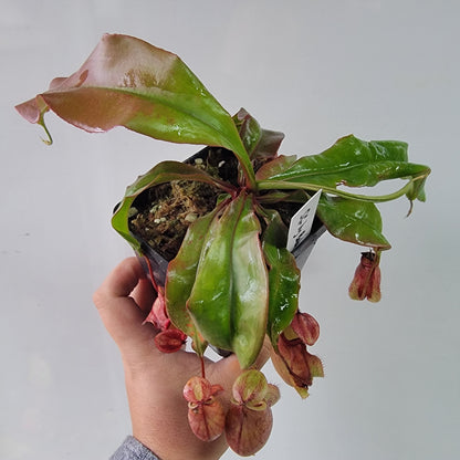 Nepenthes viking x lowii x campanulata 'Giant' PP