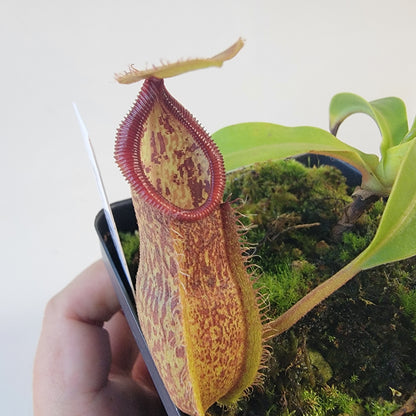 Nepenthes spathulata x hamata 'Tambusisi' BE
