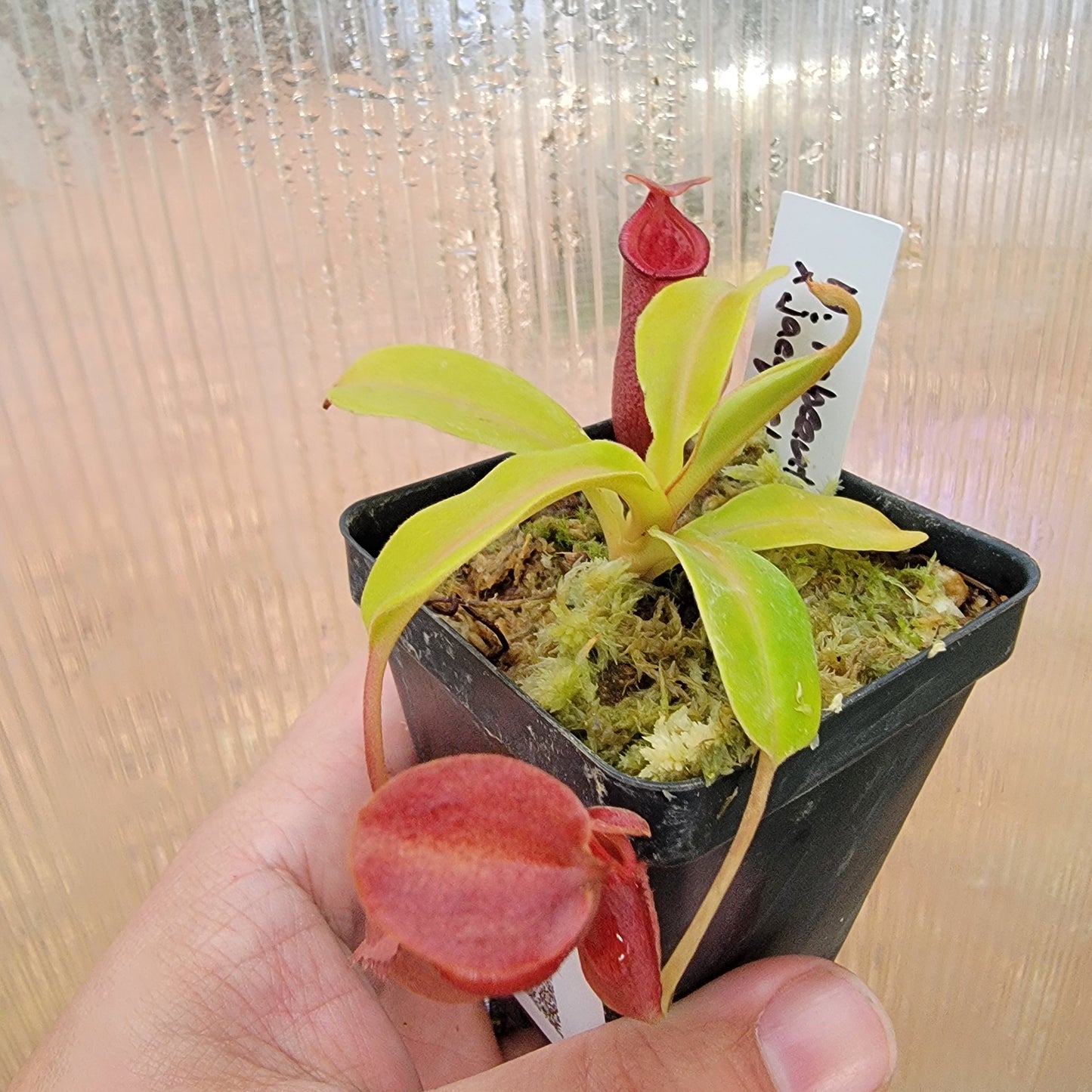 Nepenthes robcantleyi x jacquelineae BE