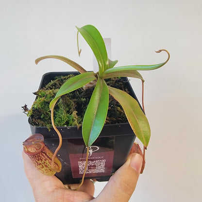 Nepenthes burkei x tenuis BE