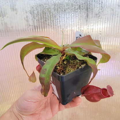 Nepenthes viking x lowii x campanulata 'Giant' PP