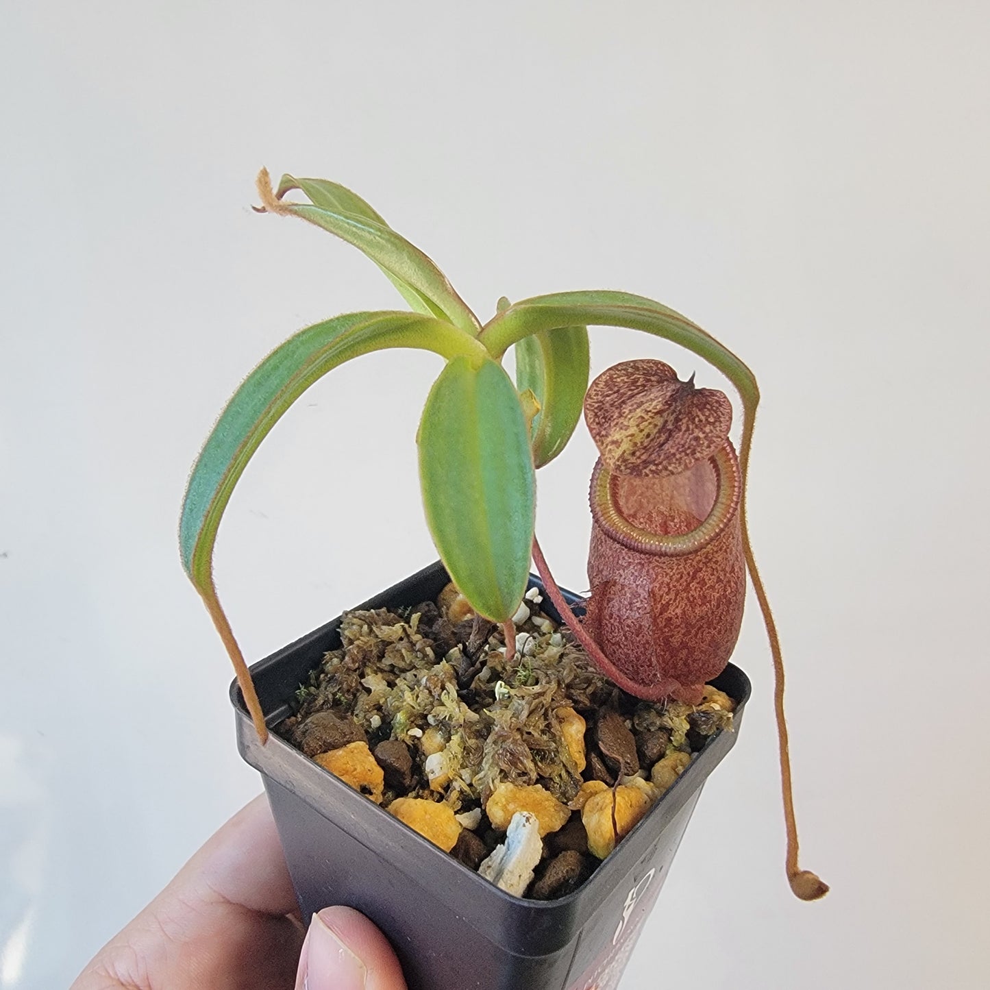 Nepenthes gantungensis BCP