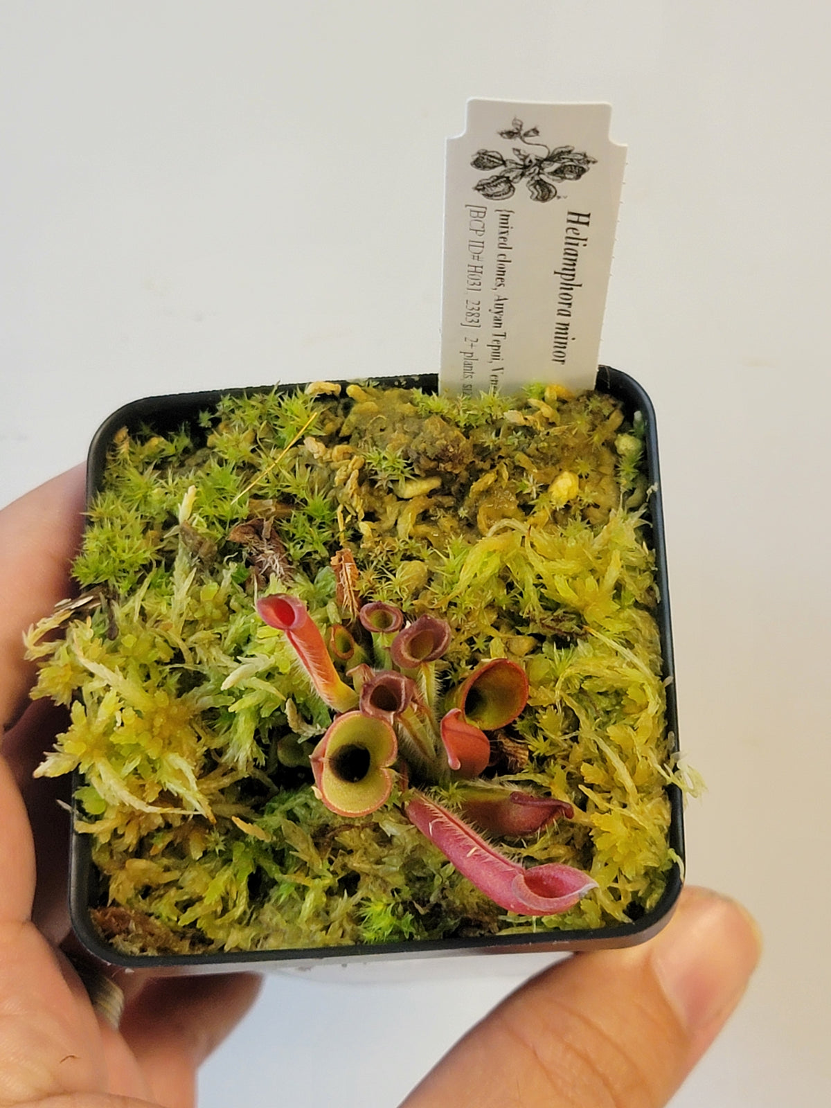Heliamphora minor BCP