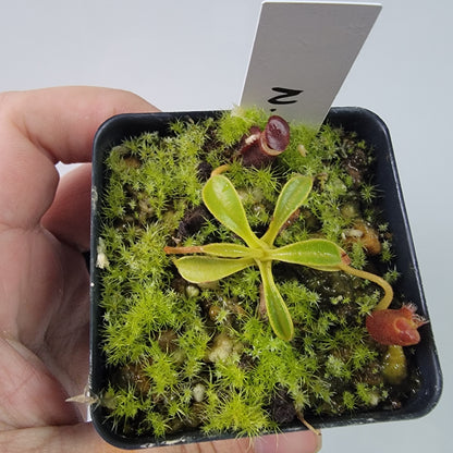 Nepenthes lowii BE *New Clone*