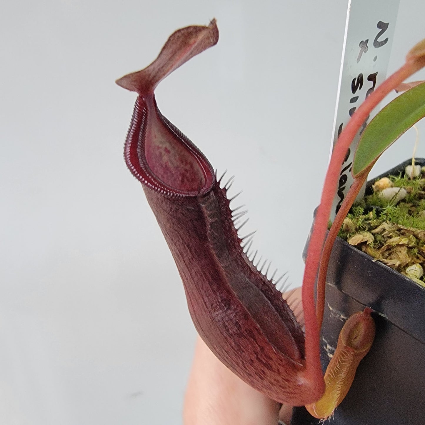 Nepenthes ramispina x singalana BE