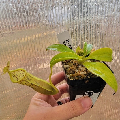 Nepenthes spathulata x campanulata BE