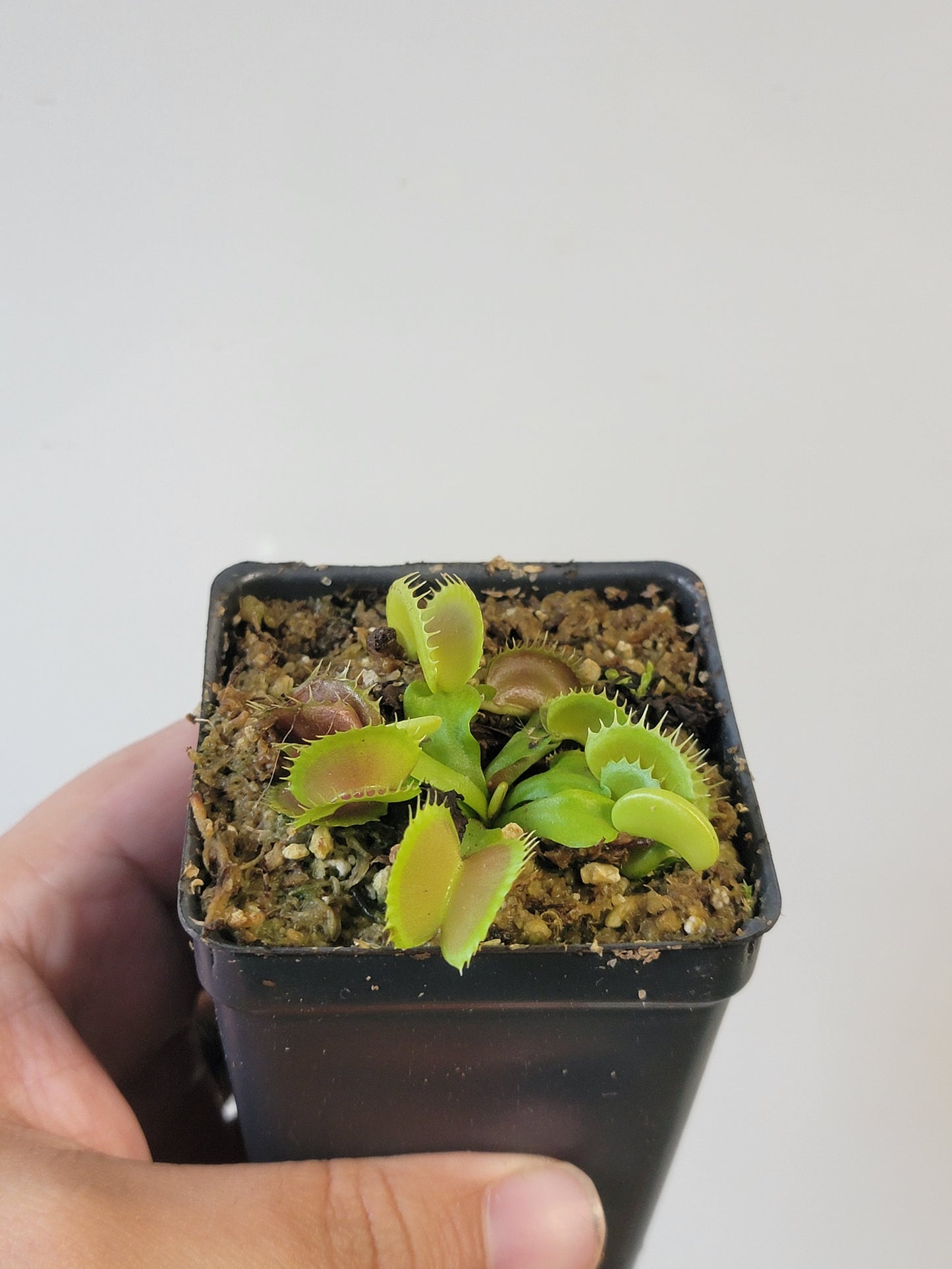 Dionaea musc. "GJ Bloody Nurse"