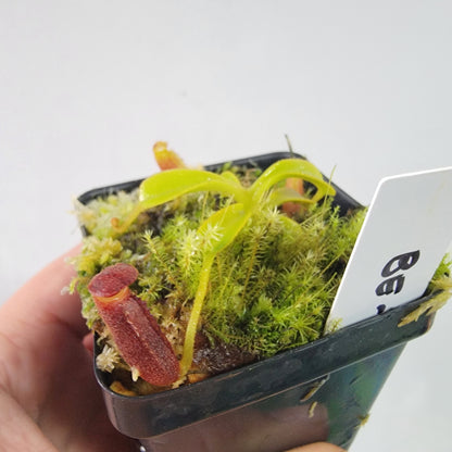 Nepenthes lowii BE