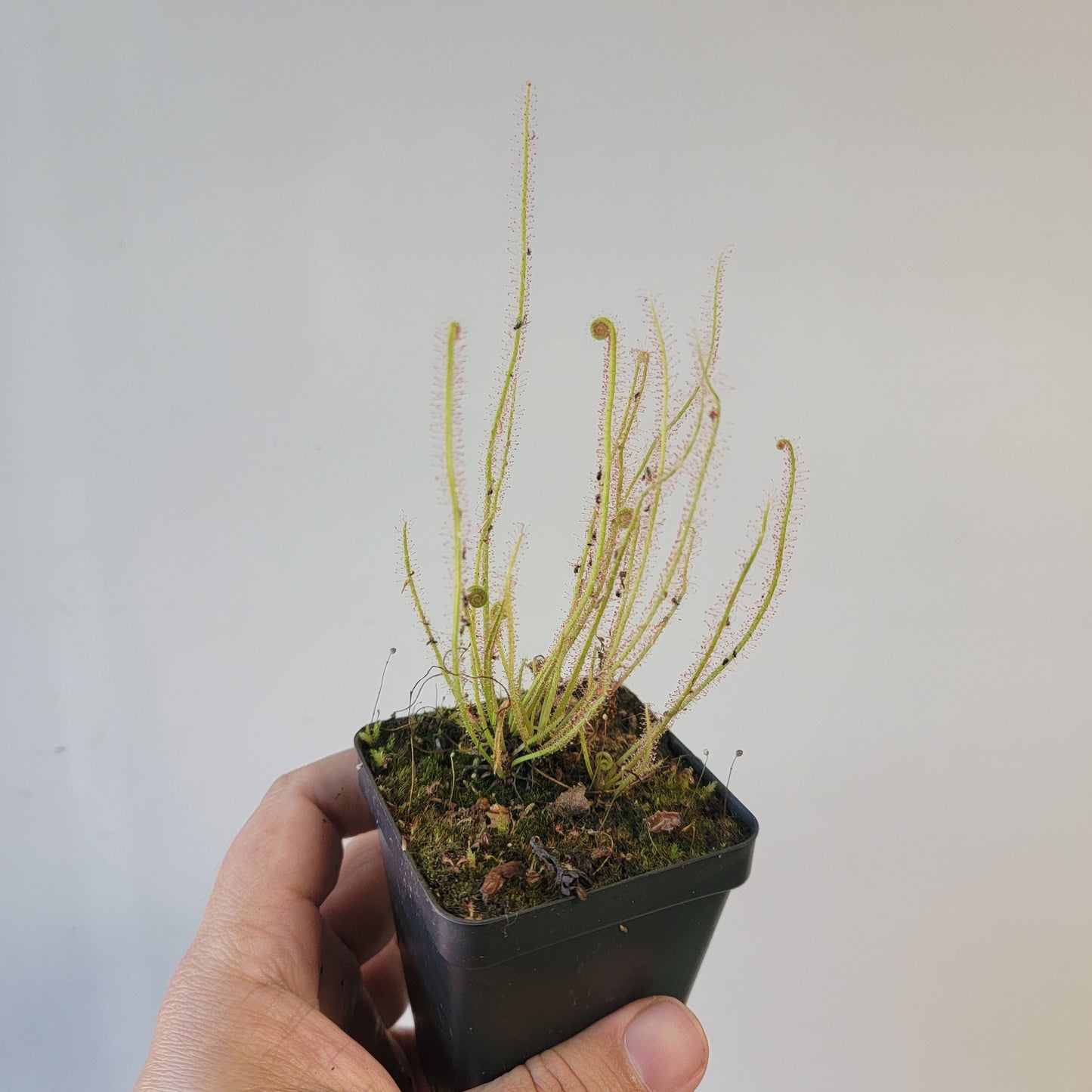Drosera filiformis