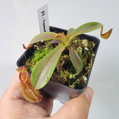 Nepenthes hamata x veitchii BE