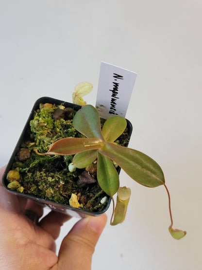 Nepenthes mapuluensis BE