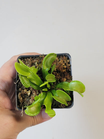 Dionaea musc. "Adentate"
