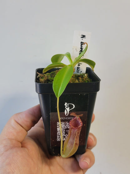 Nepenthes burkei x lowii BE