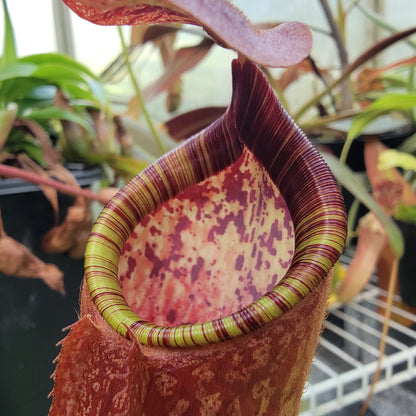 Nepenthes peltata BE