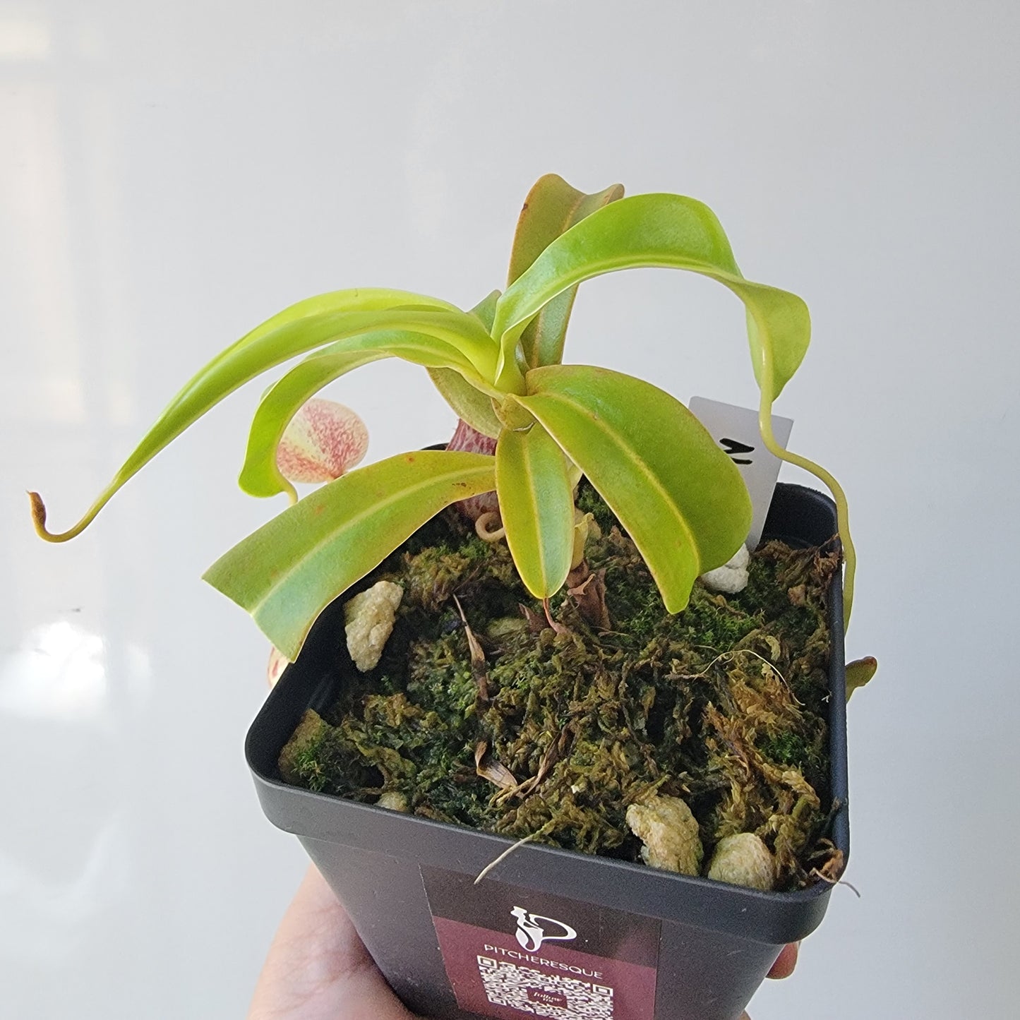 Nepenthes burkei BE *Medium*