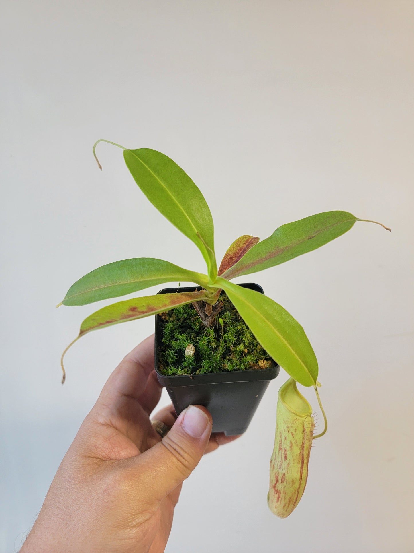 Nepenthes thorelii x maxima (x Rokko) MBRS clone