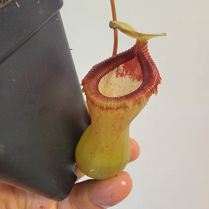 Nepenthes ventricosa 'HI clone'