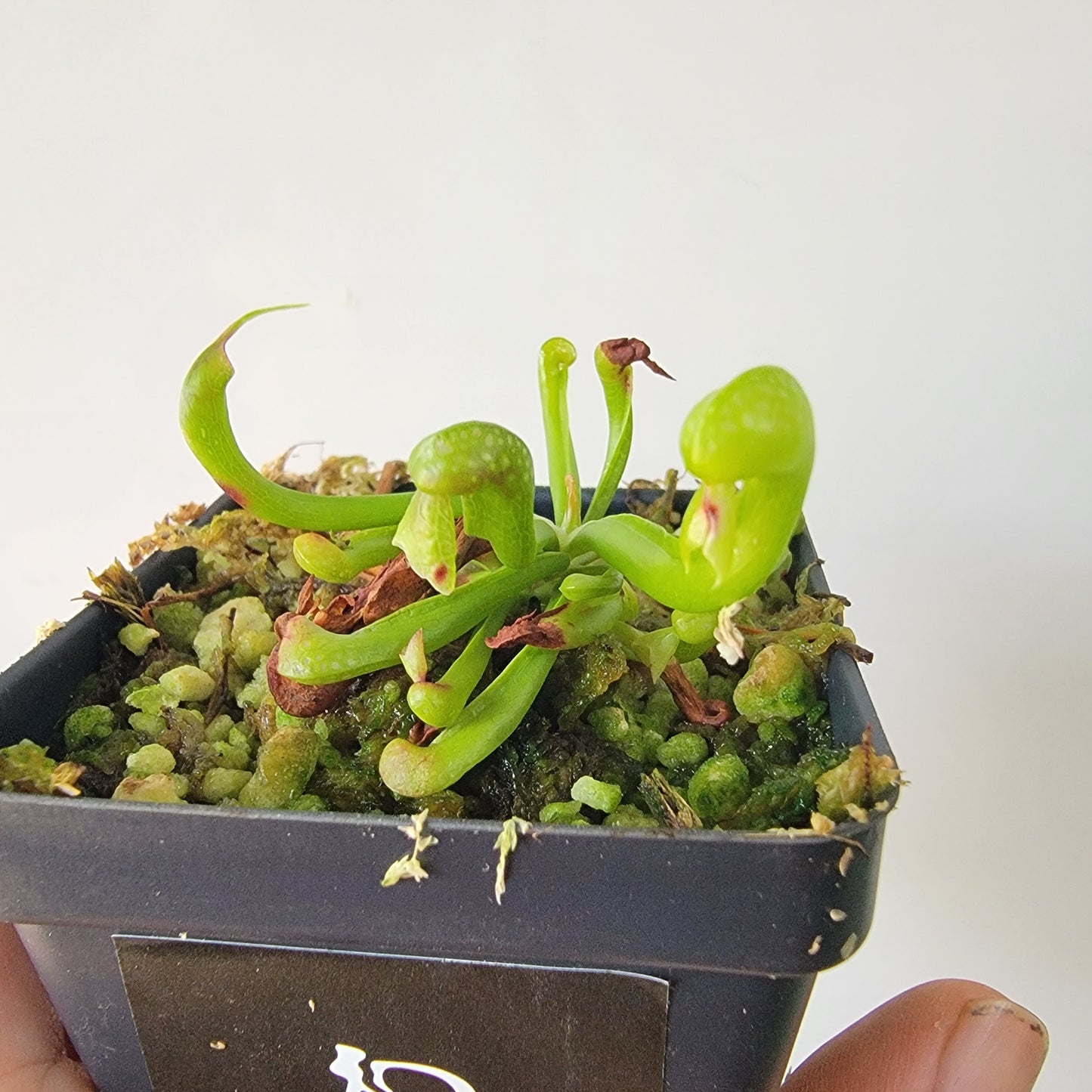 Darlingtonia californica