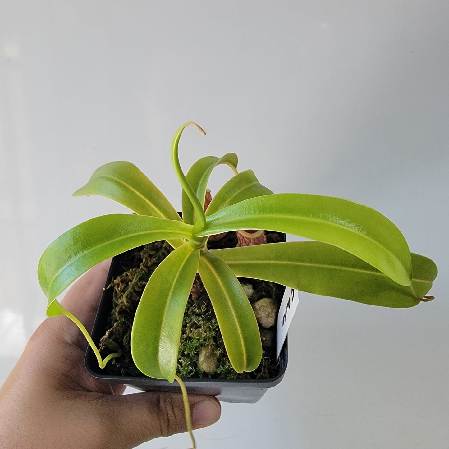 Nepenthes burkei BE *Medium*