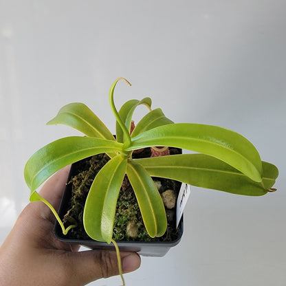 Nepenthes burkei BE *Medium*
