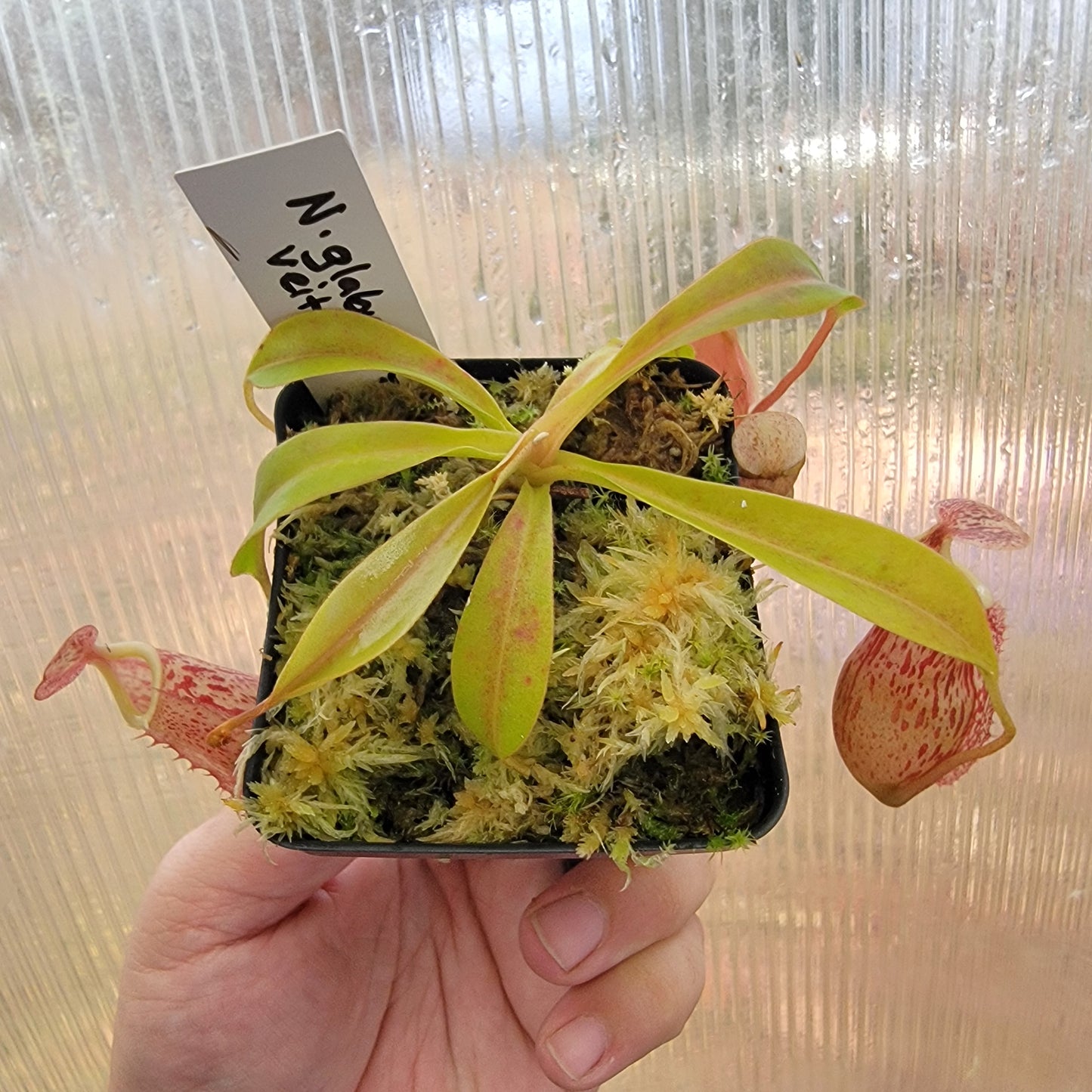 Nepenthes glabrata x veitchii BE