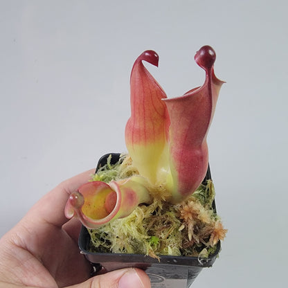 Heliamphora heterodoxa x minor