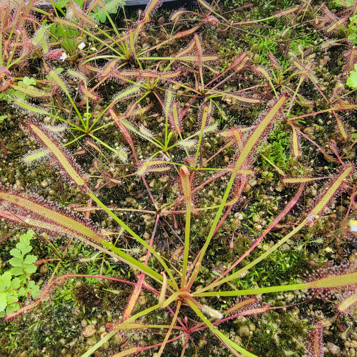 Drosera capensis SG bare root