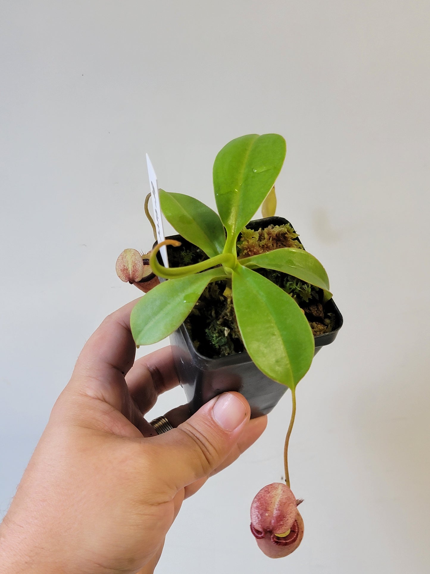 Nepenthes sibuyanensis x ephippiata BE