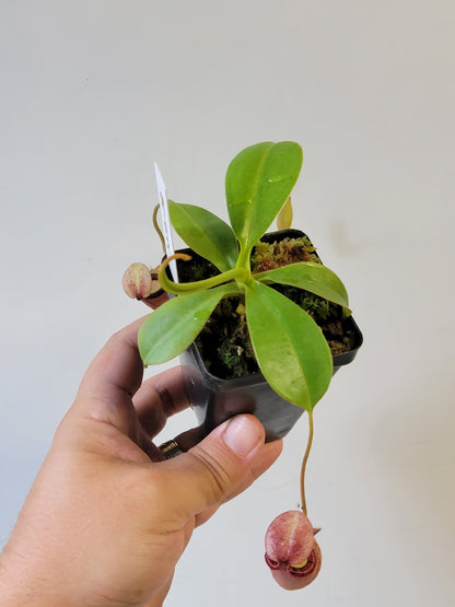 Nepenthes sibuyanensis x ephippiata BE