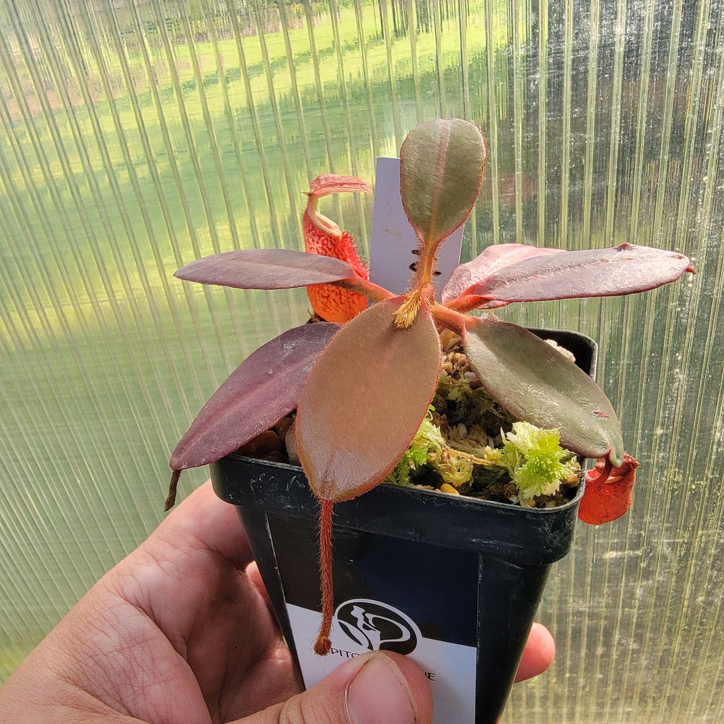 Nepenthes peltata BE