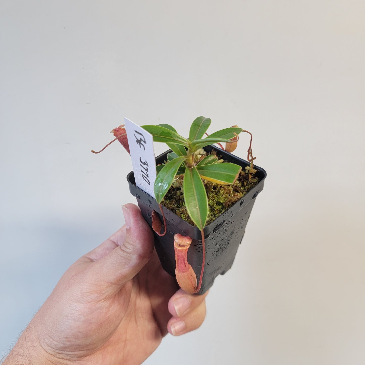 Nepenthes barcelonae BE