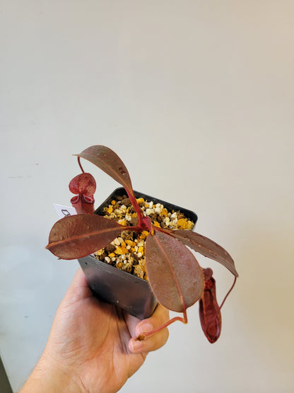 Nepenthes peltata x ephippiata BE