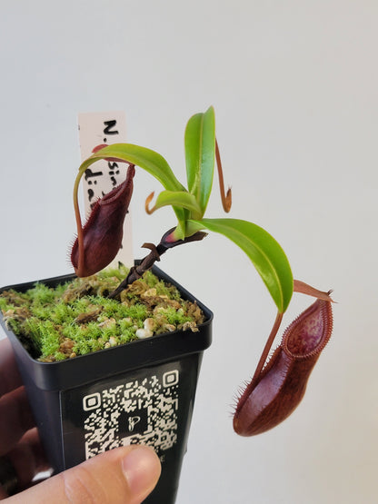 Nepenthes singalana x diabolica BE