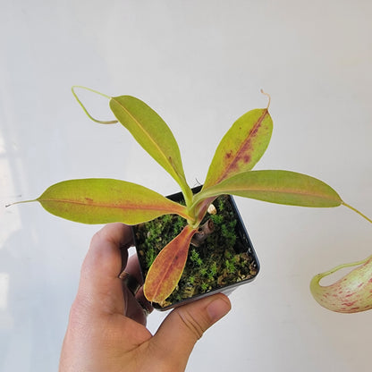 Nepenthes thorelii x maxima (x Rokko) MBRS clone