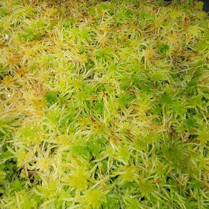 Tropical Sphagnum moss live 1 QT