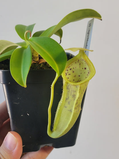 Nepenthes spathulata x campanulata BE