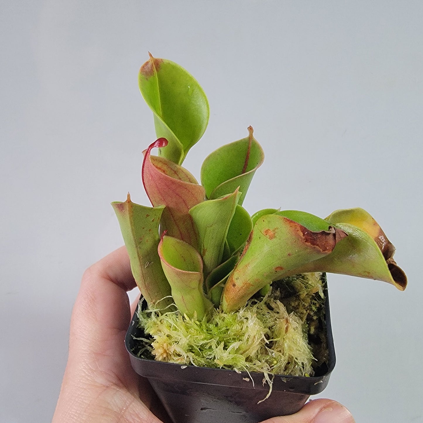 Heliamphora heterodoxa x minor