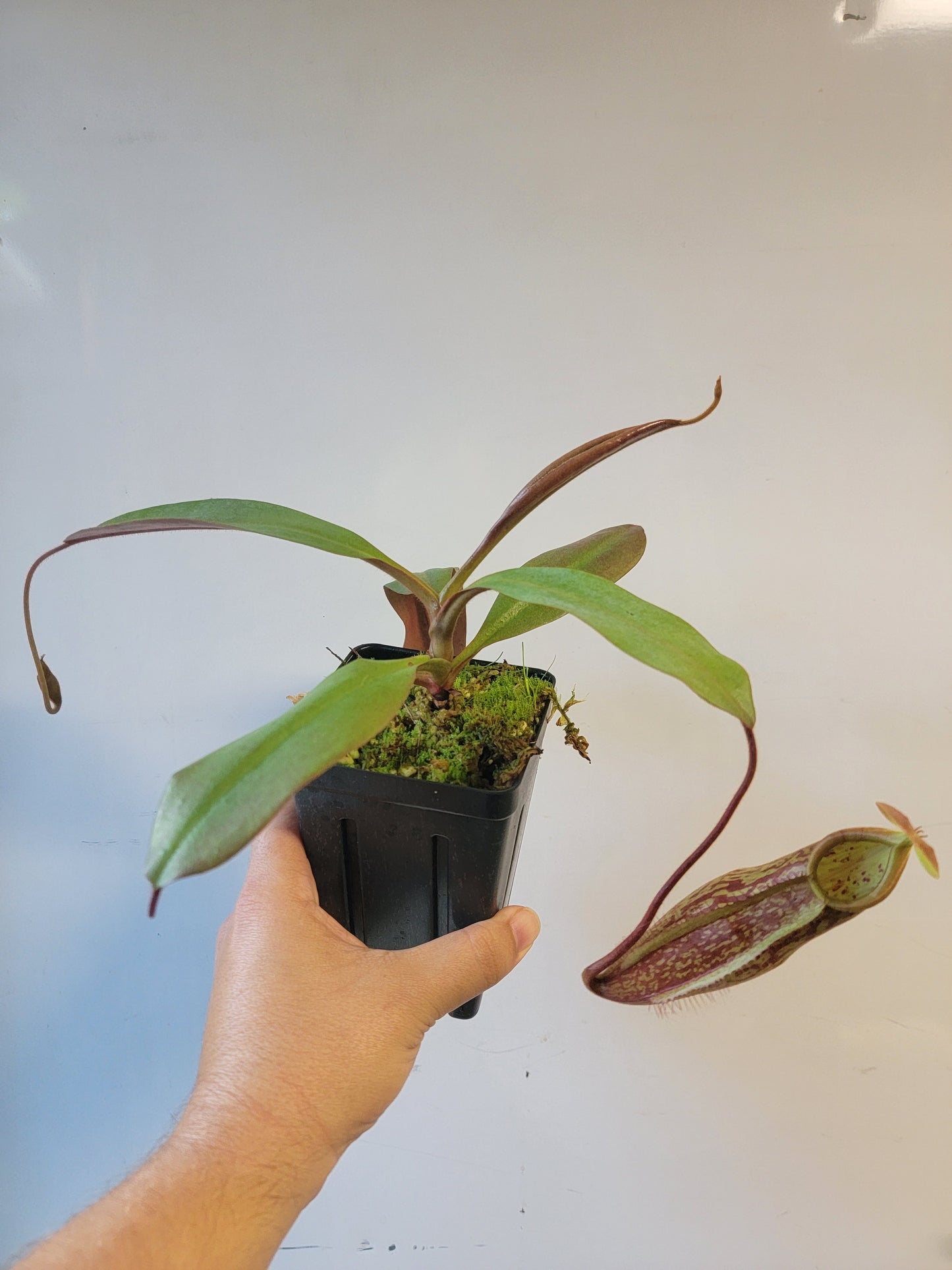 Nepenthes peltata x samudera BE