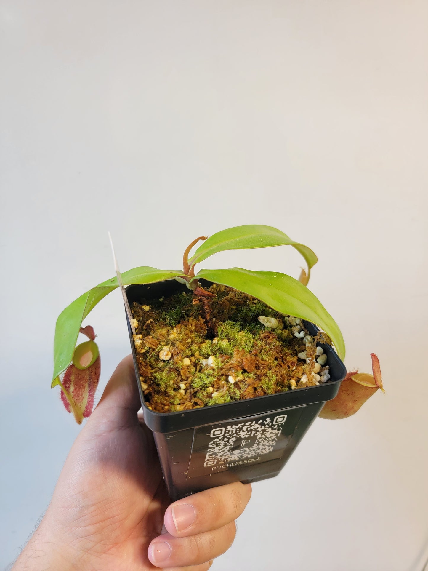 Nepenthes ampullaria 'Lime Twist' BE