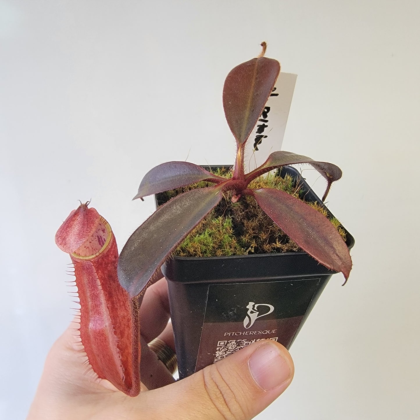 Nepenthes peltata BE *Select Clone*