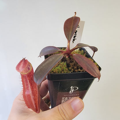 Nepenthes peltata BE *Select Clone*