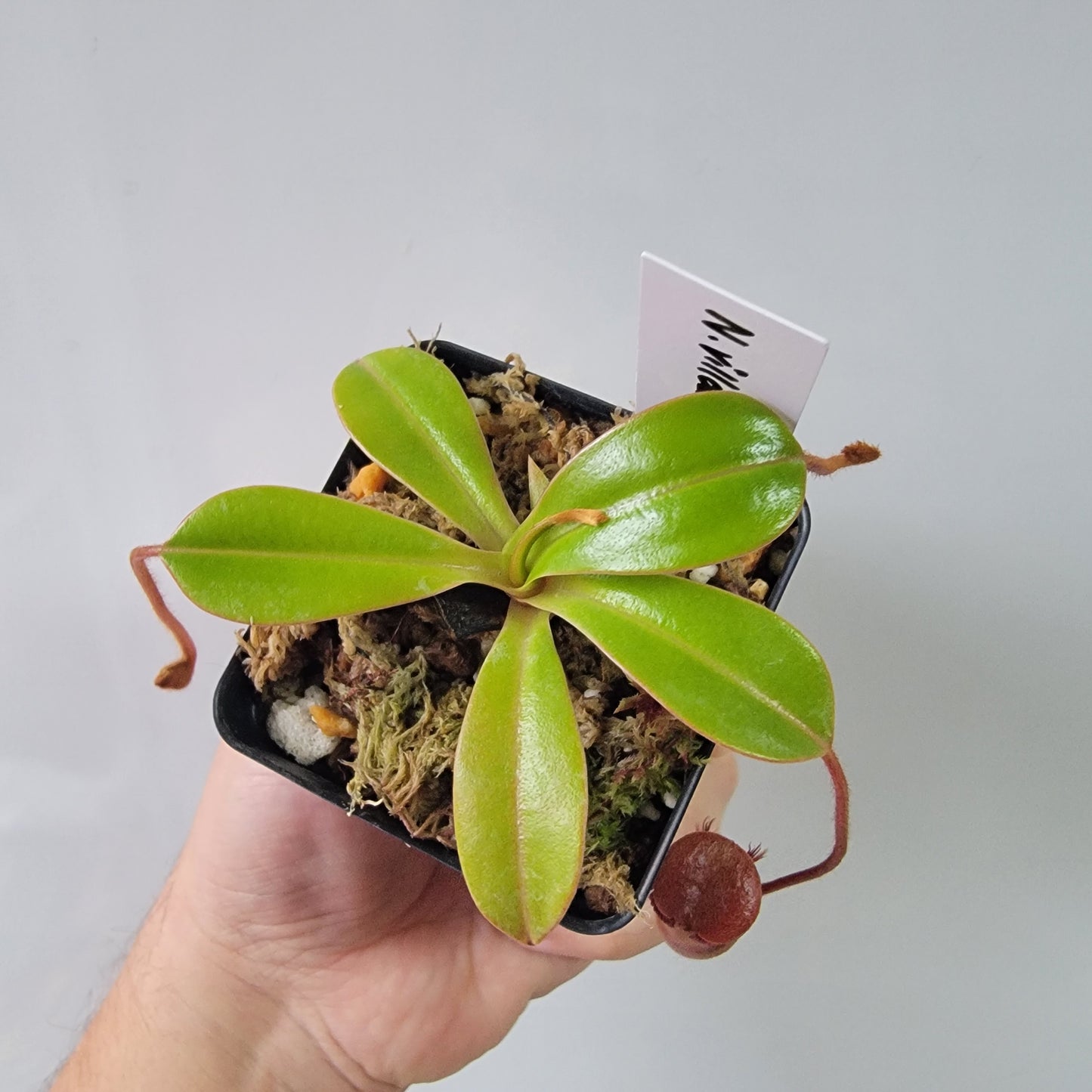 Nepenthes villosa x ventricosa BE