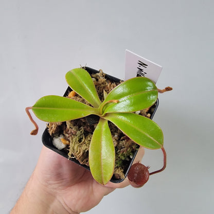 Nepenthes villosa x ventricosa BE